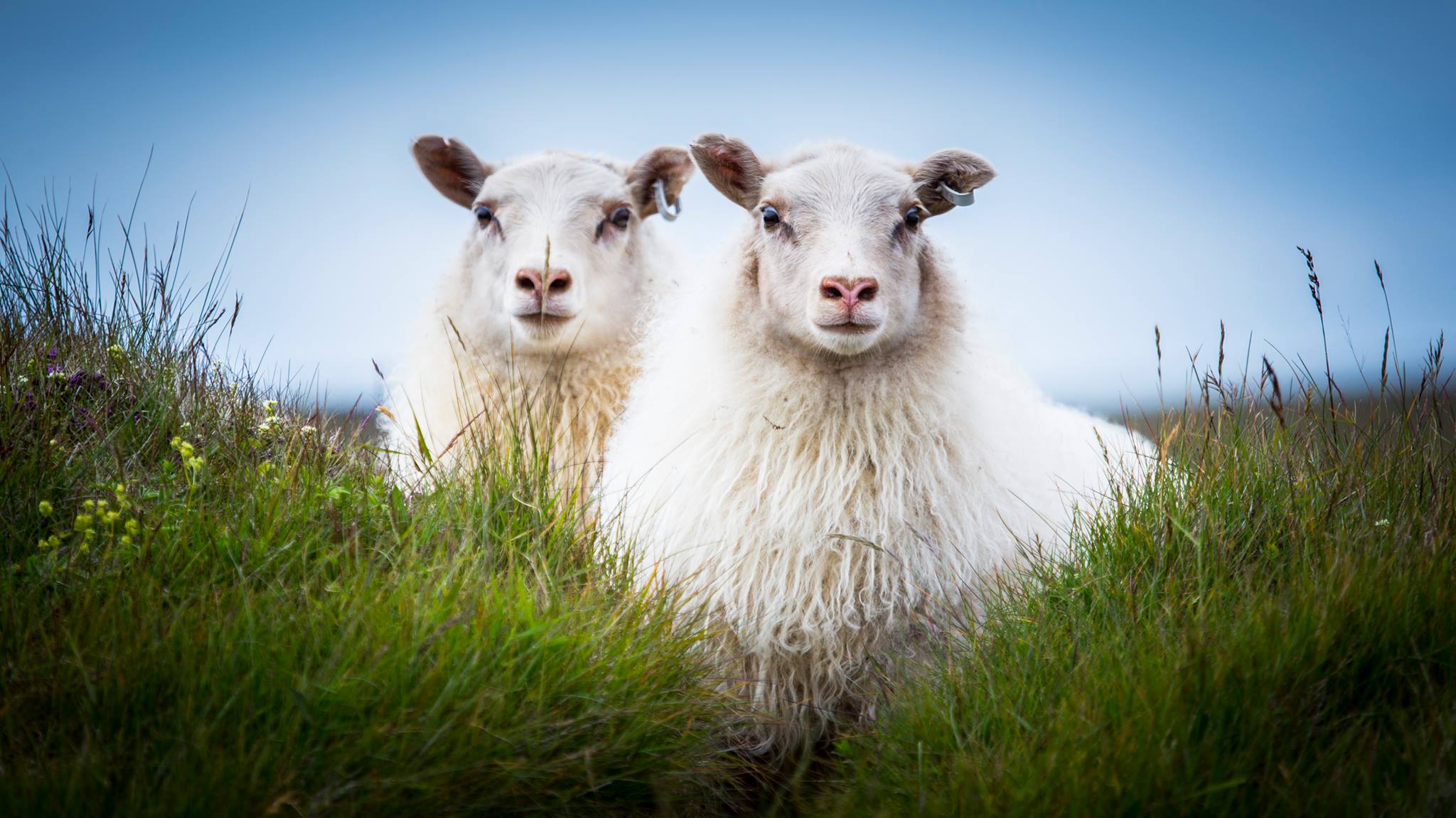 Animal portrait — warm tones and natural light bring out the subject's character