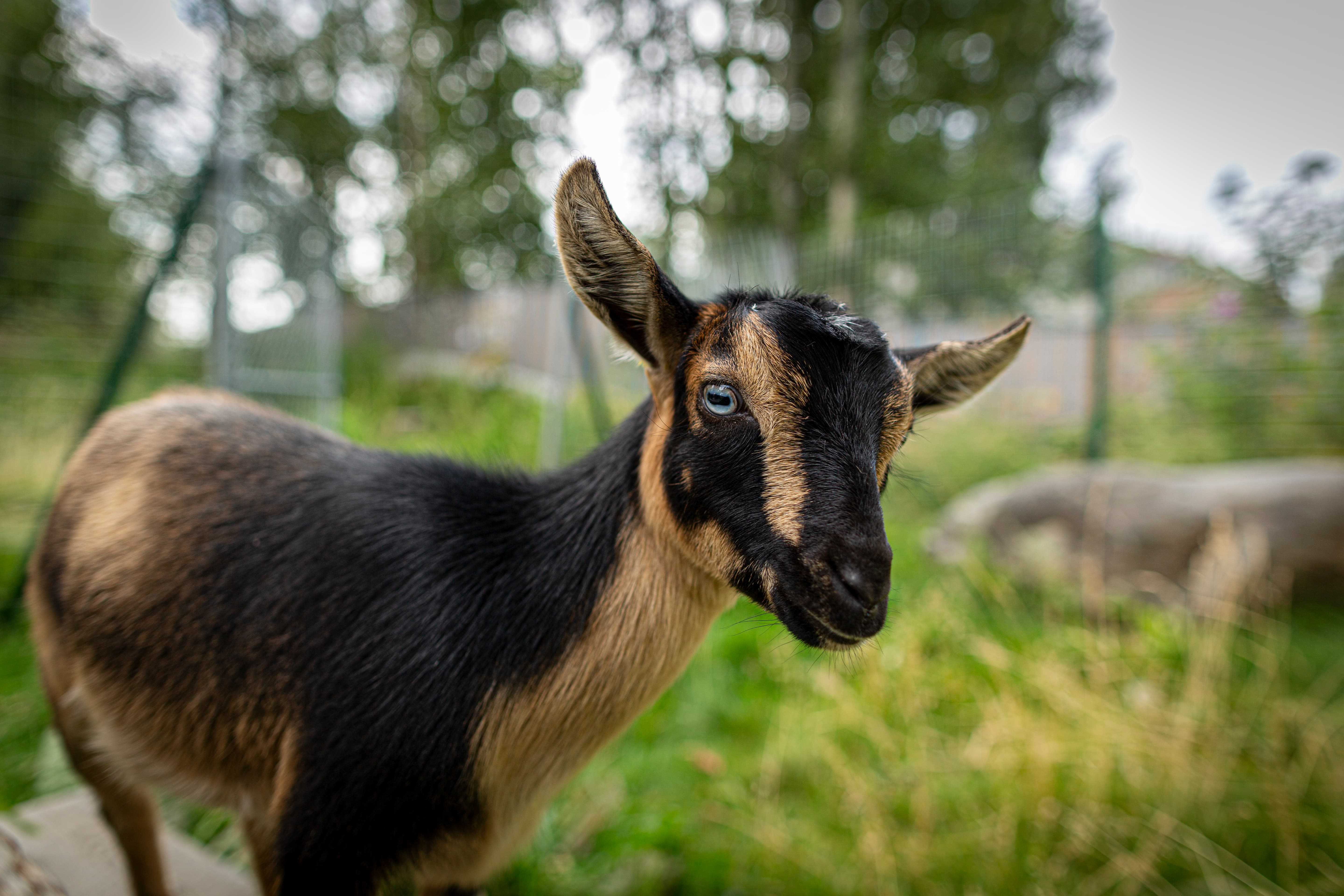 Karlan goats portrait — curious goats photographed on an Alaskan farm