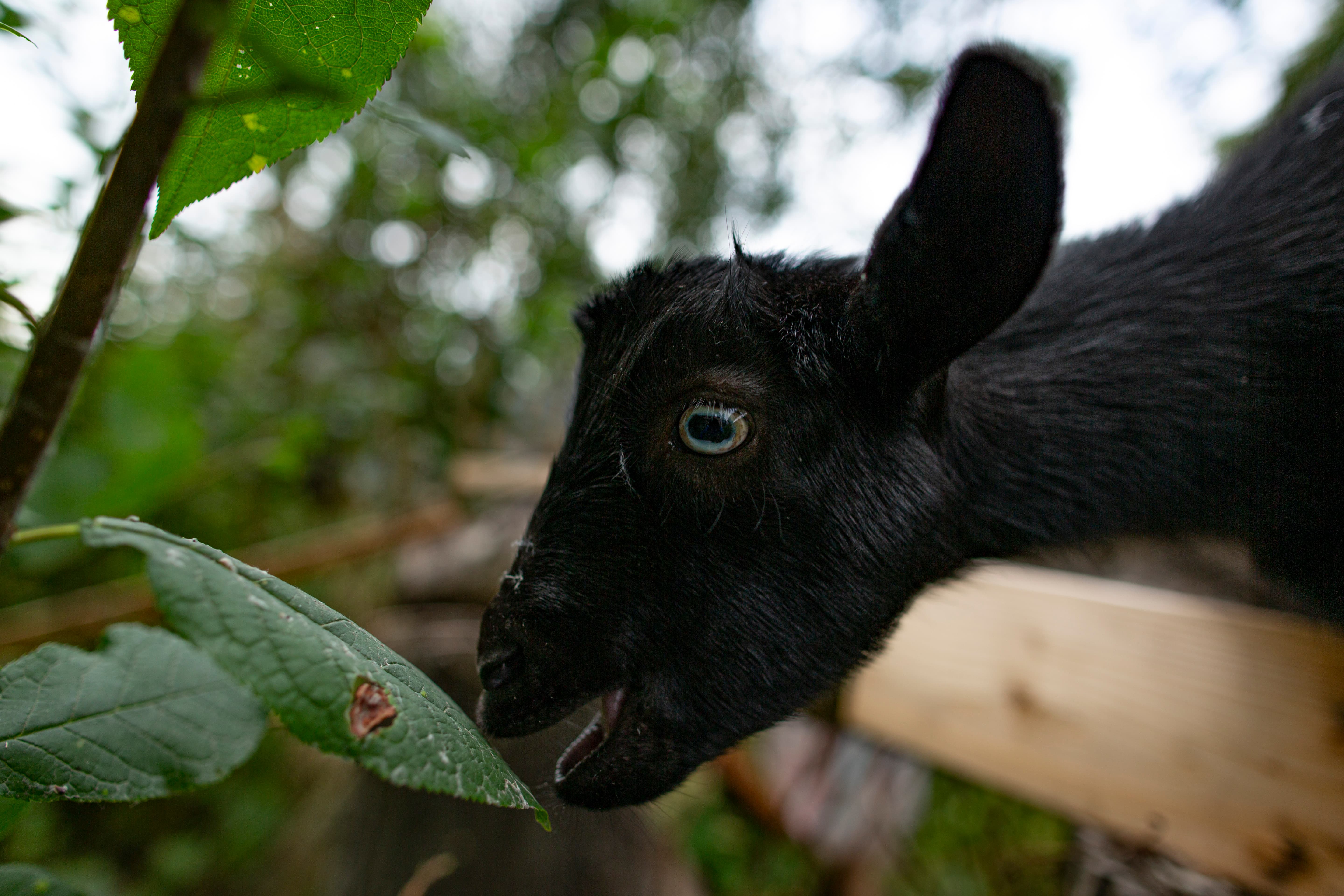 Karlan goats in a herd, photographed in warm afternoon light on an Alaskan farm