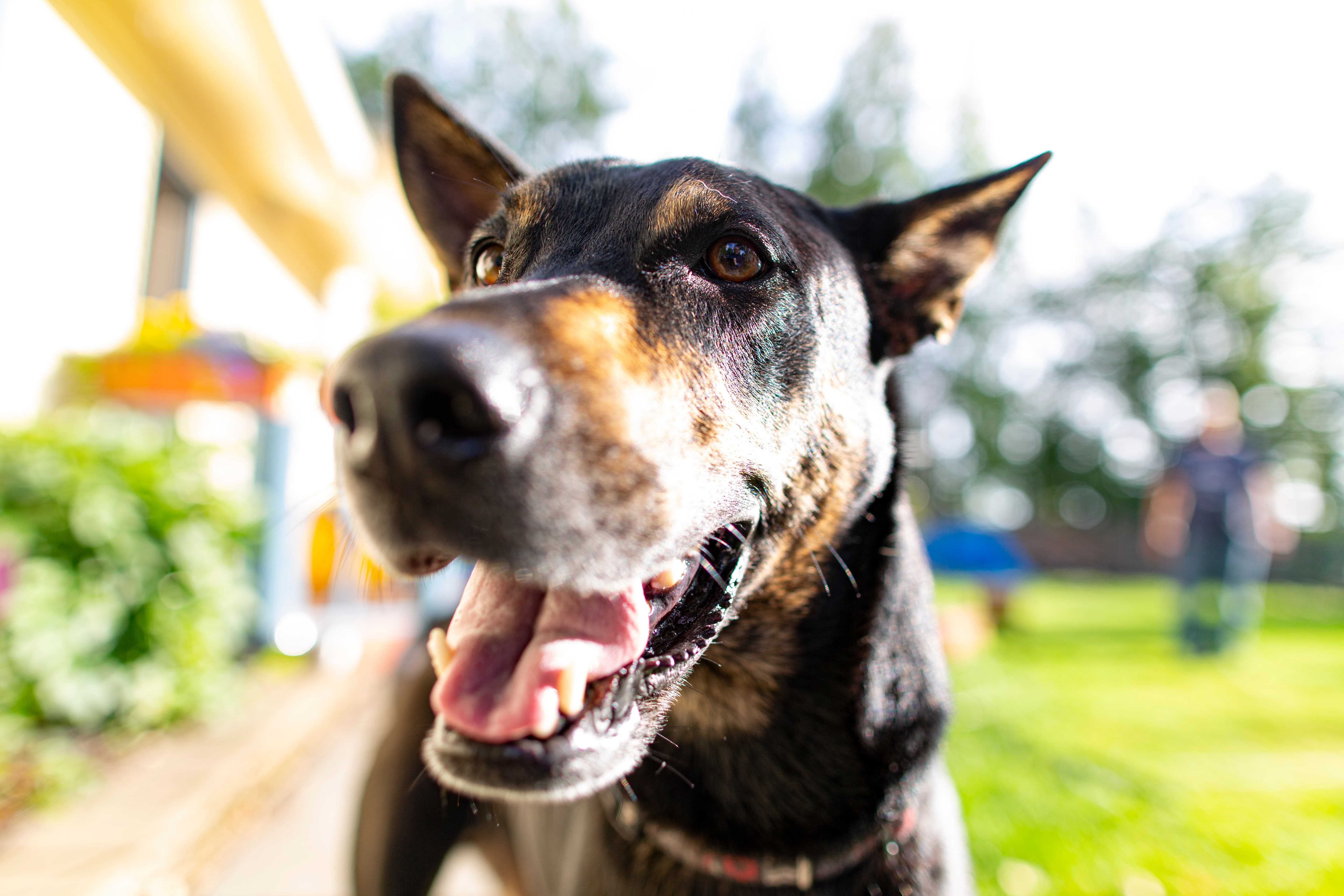 Karlan goats on their farm — a goat portrait full of personality