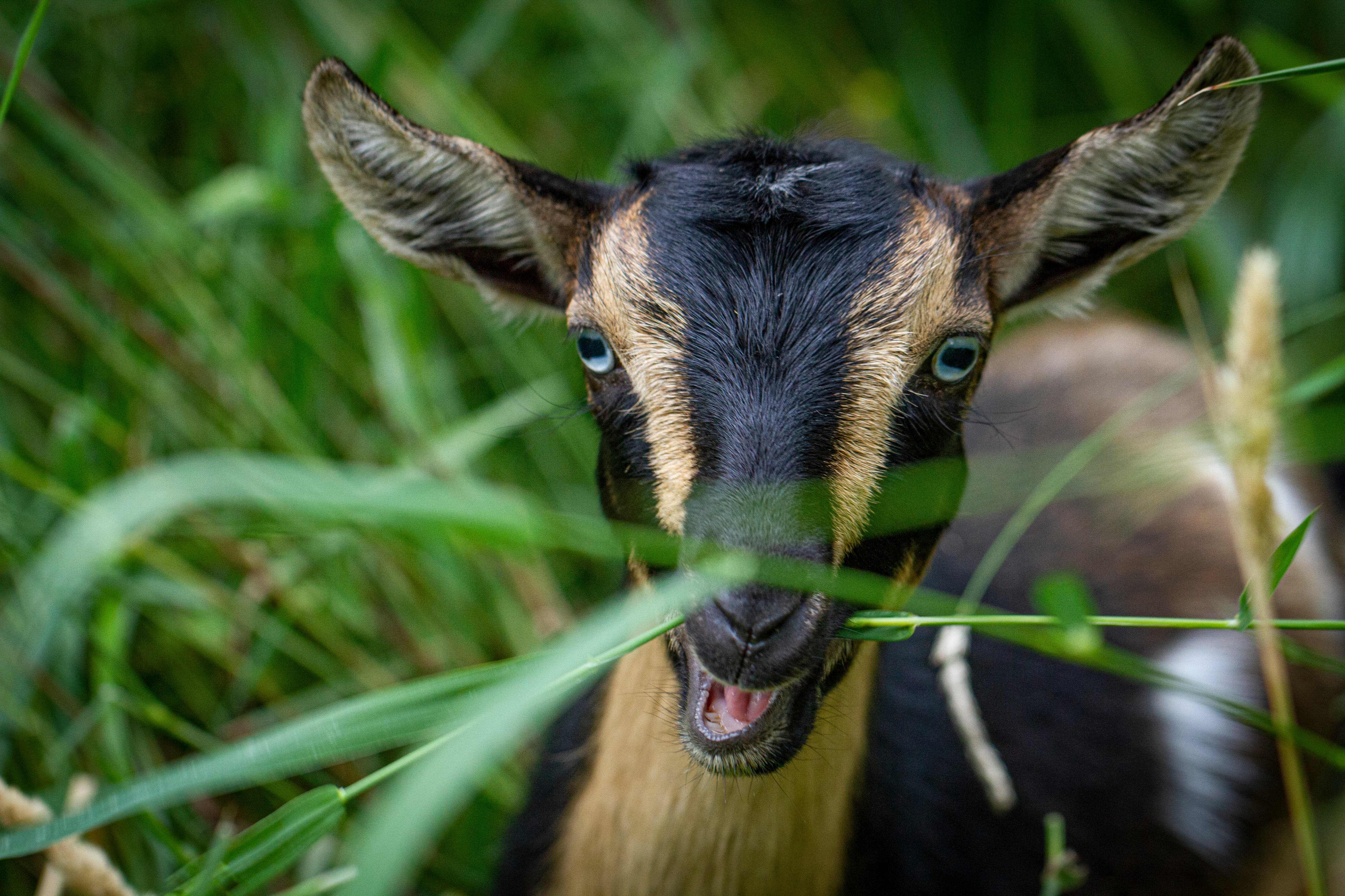 Karlan farm goat close-up — ears perked and eyes bright in natural afternoon light