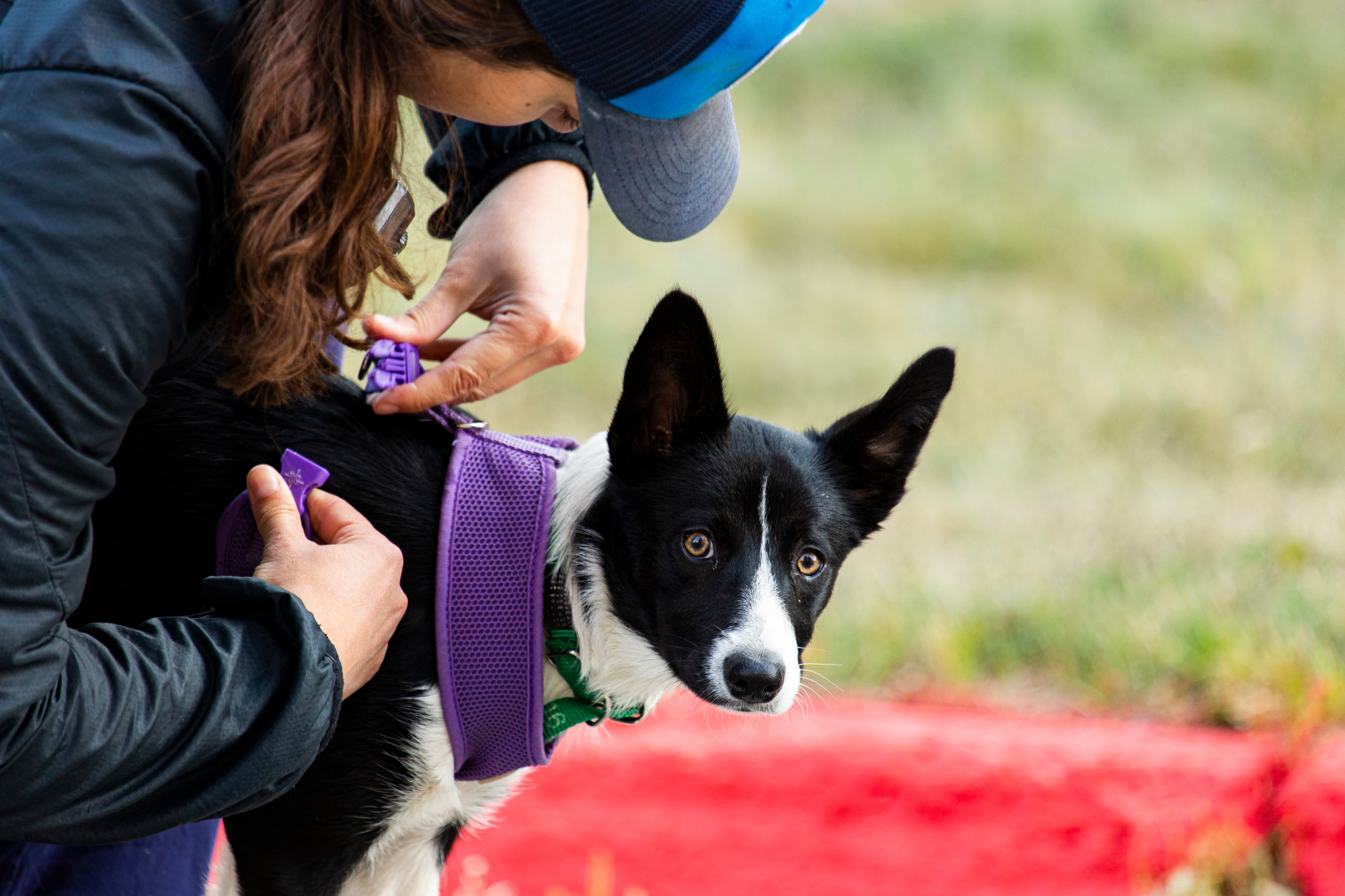 Alaska search and rescue dog alert and ready during a training session