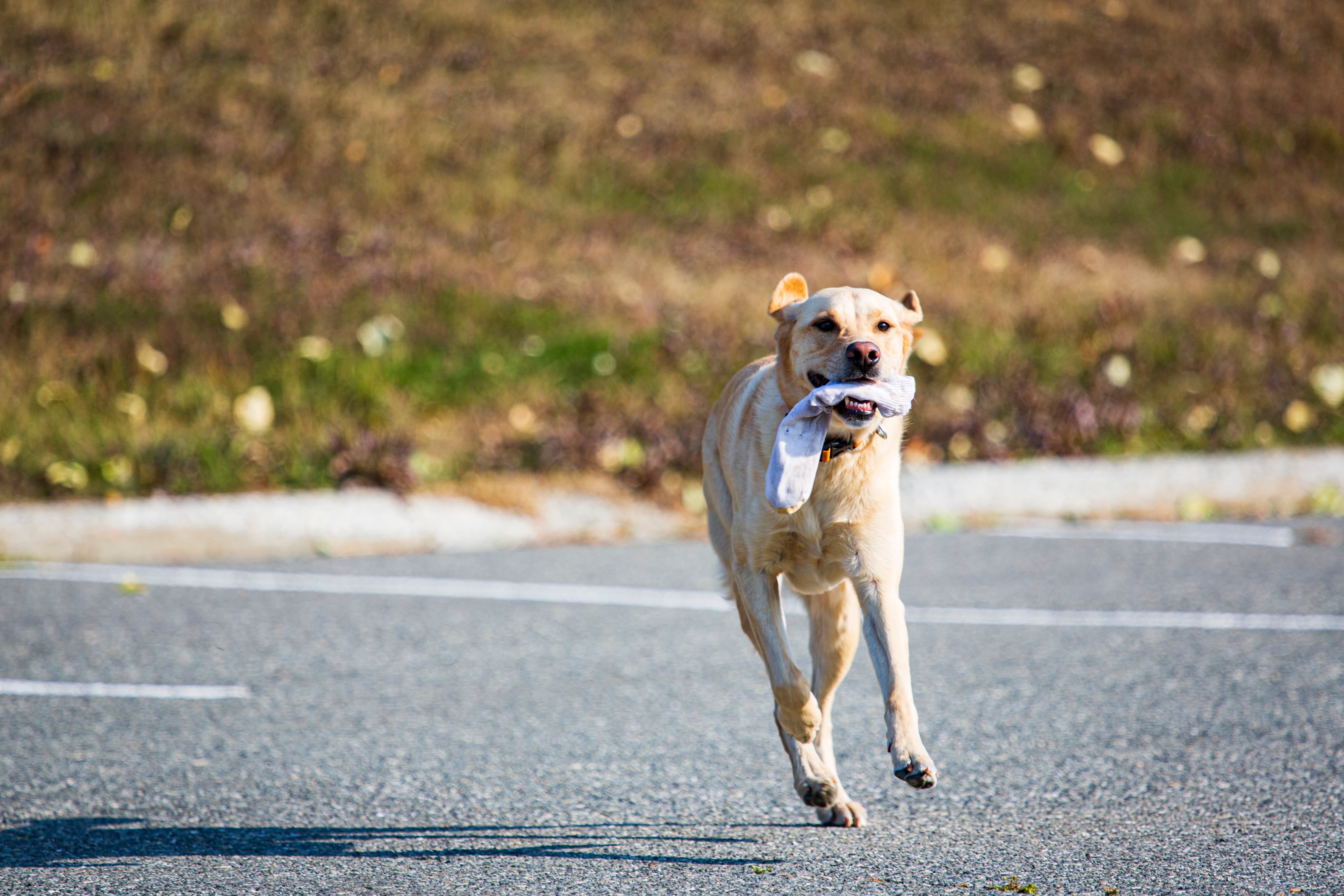 Alaska search and rescue dogs working together during a team training exercise
