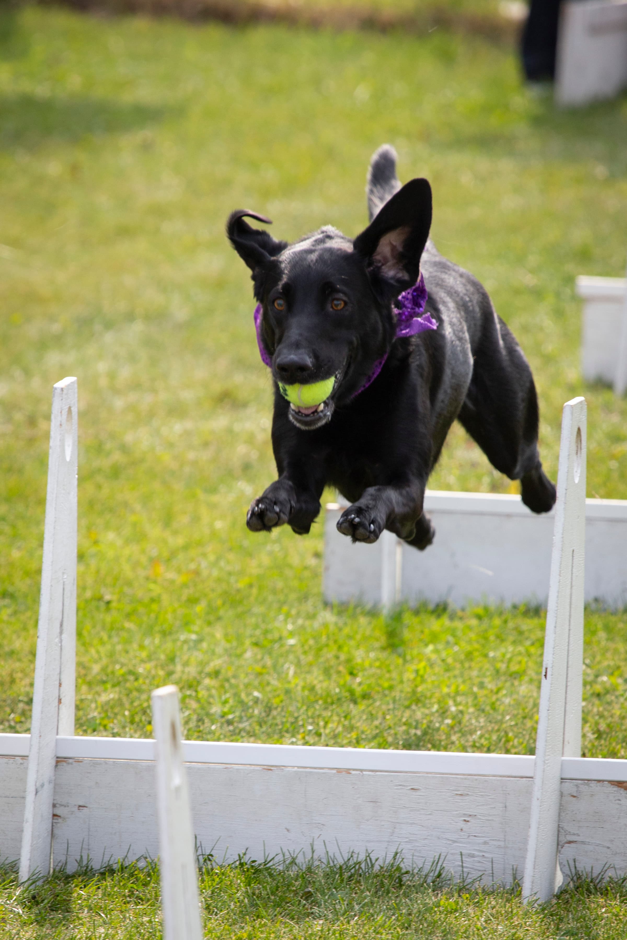 Animals at the Alaska State Fair — close-up portrait with character and charm