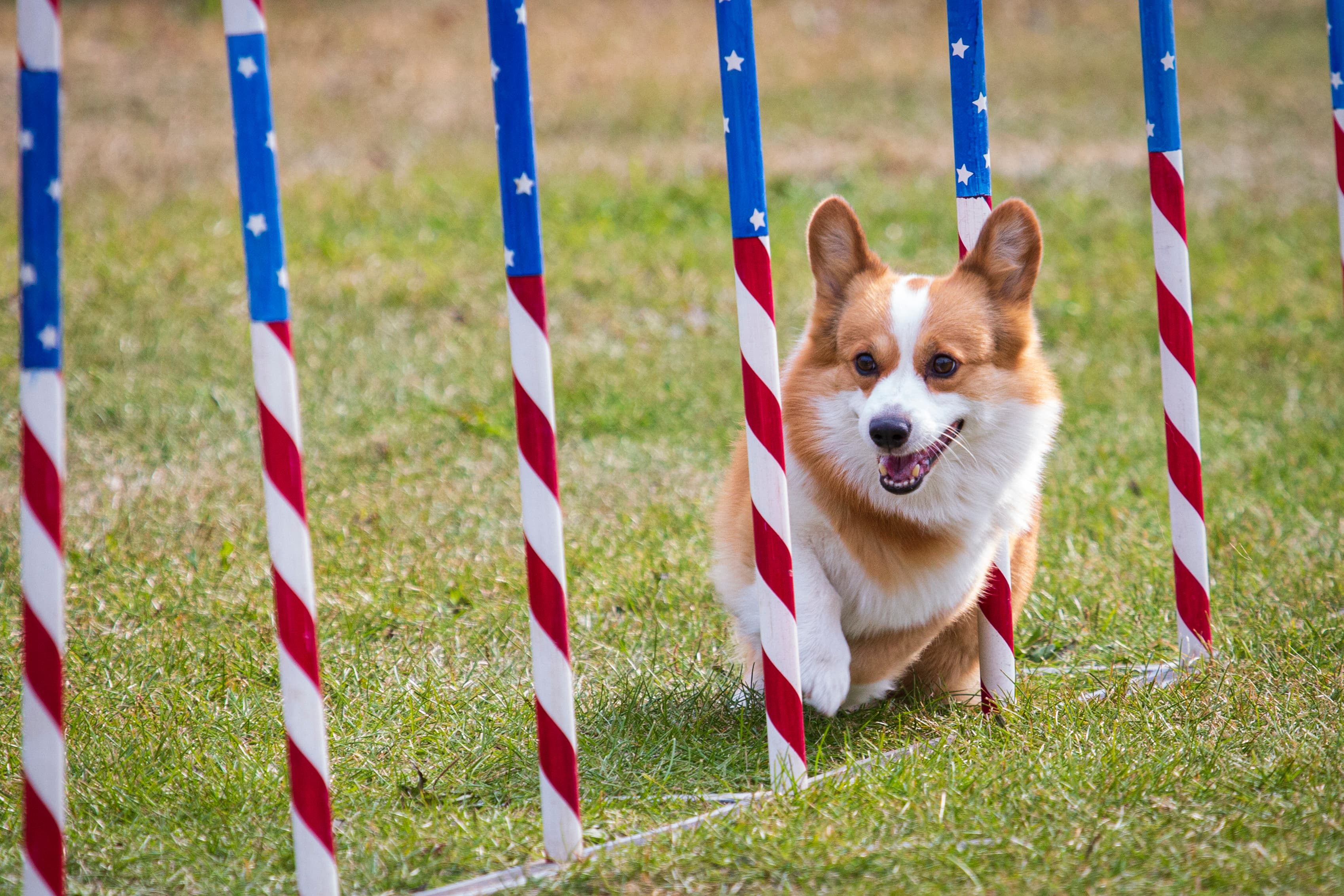 Animal portrait at the Alaska State Fair — close-up with natural curiosity