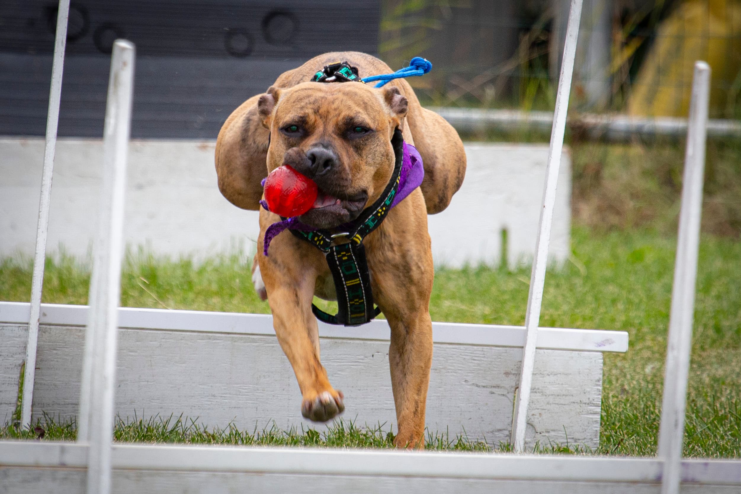 Alaska State Fair animal exhibit — livestock photographed in warm exhibition light