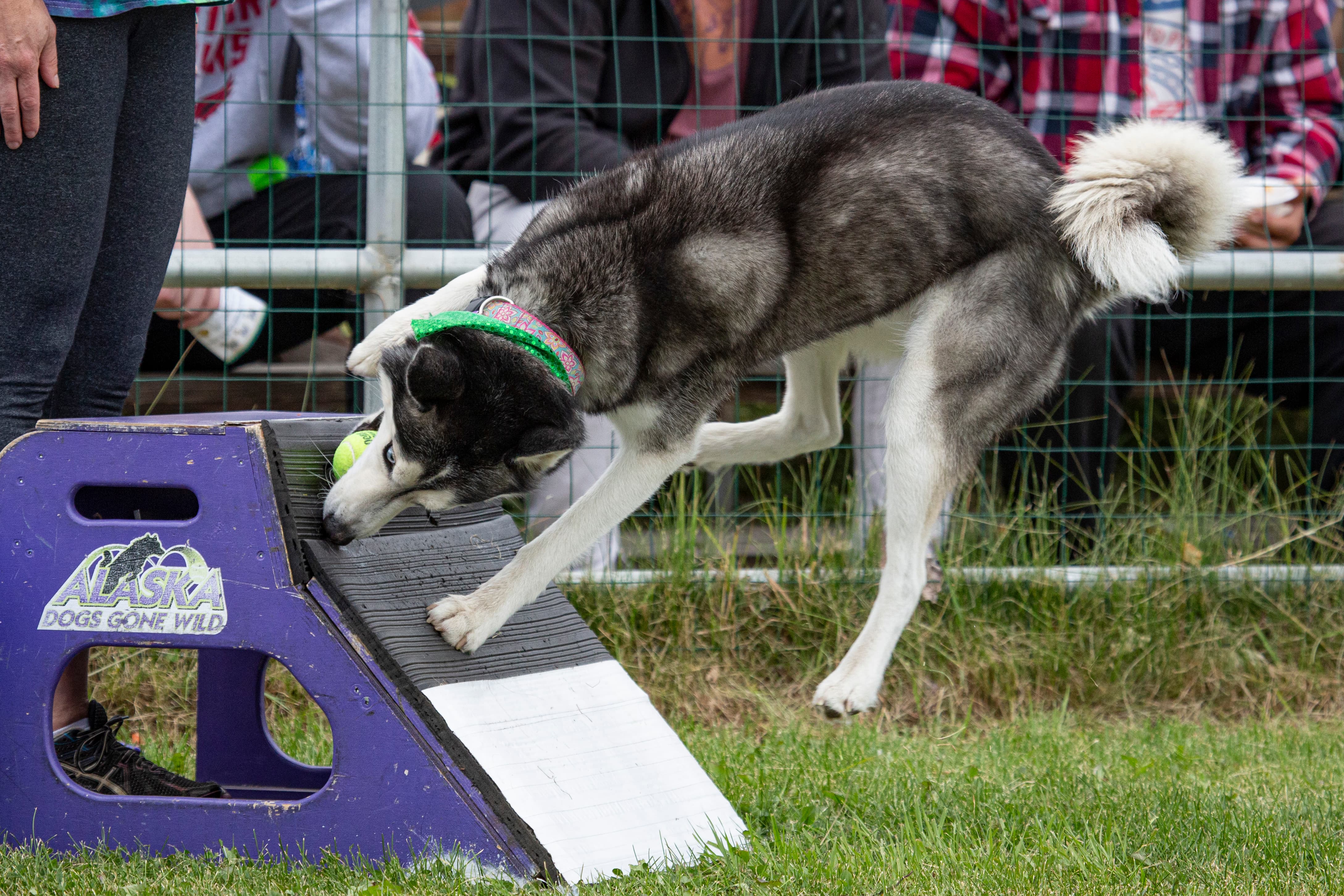 Alaska State Fair livestock portrait — an animal looking directly at the camera