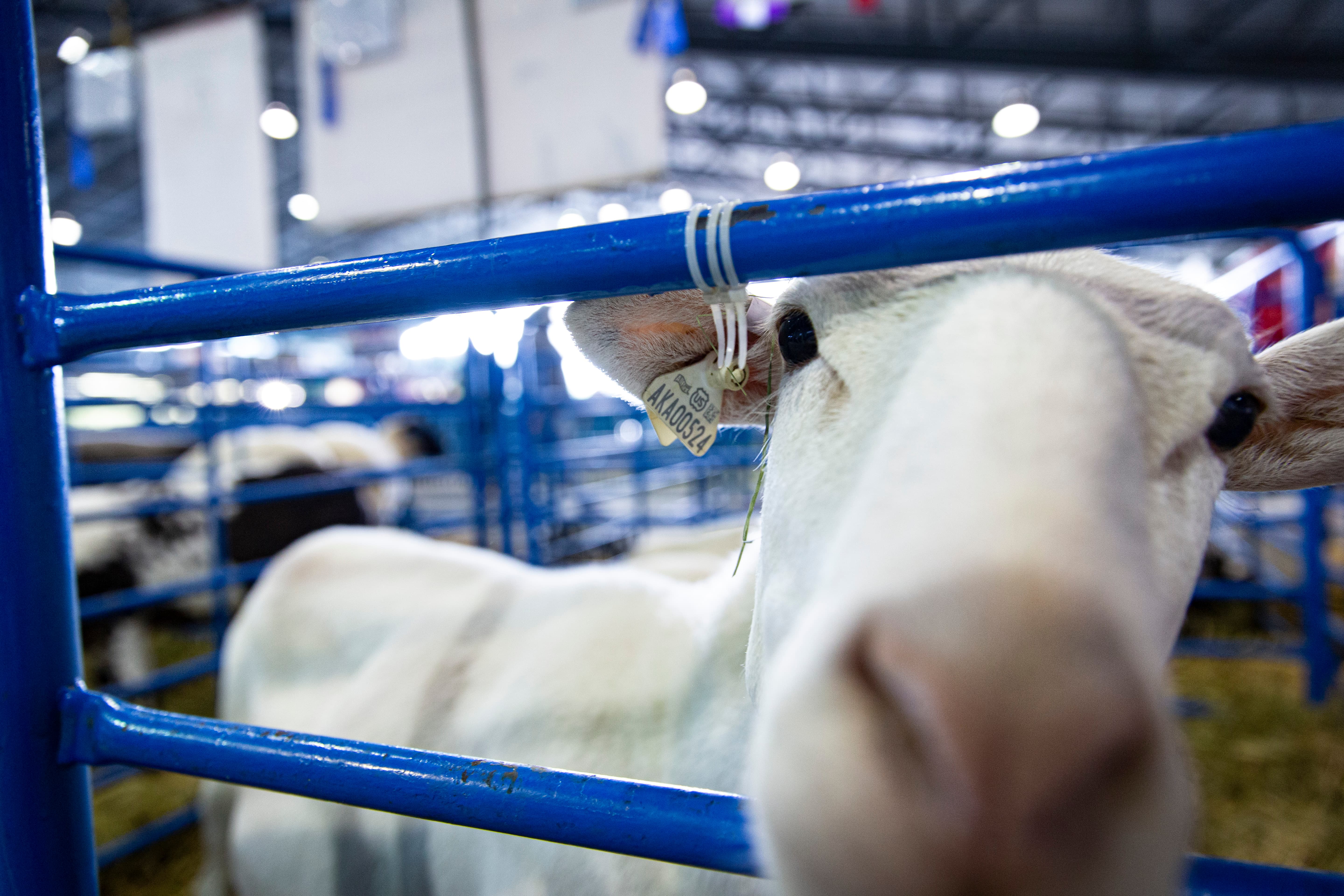 Alaska State Fair — animal in its element, captured with patience and patience