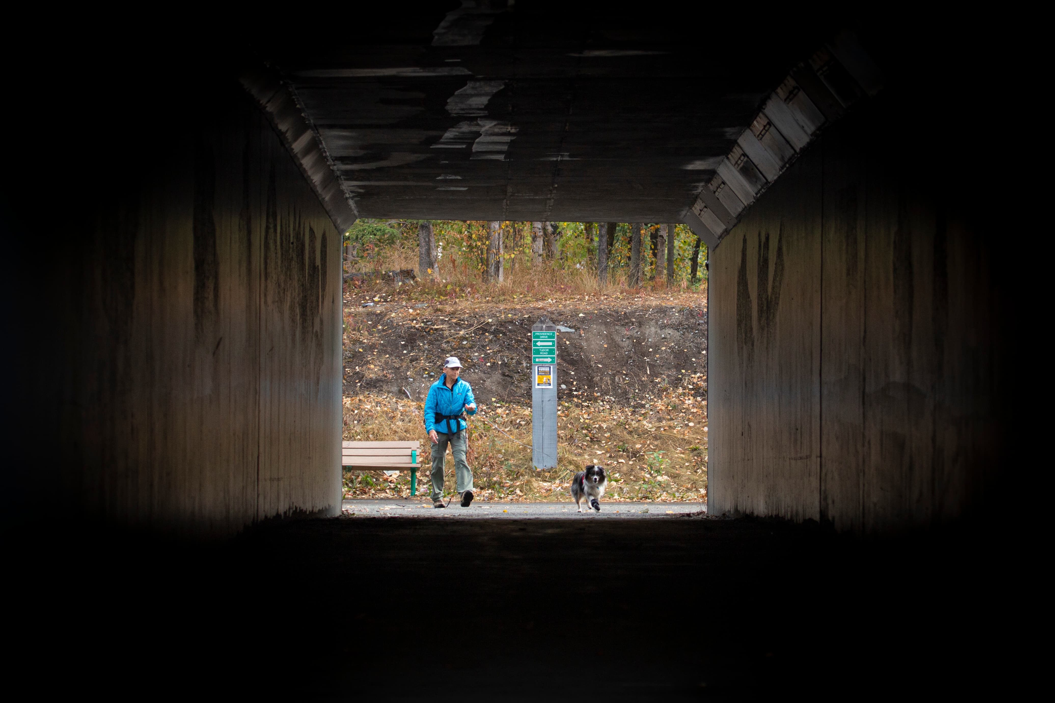 Search and rescue dog demonstrating tracking skills in the Alaskan wilderness