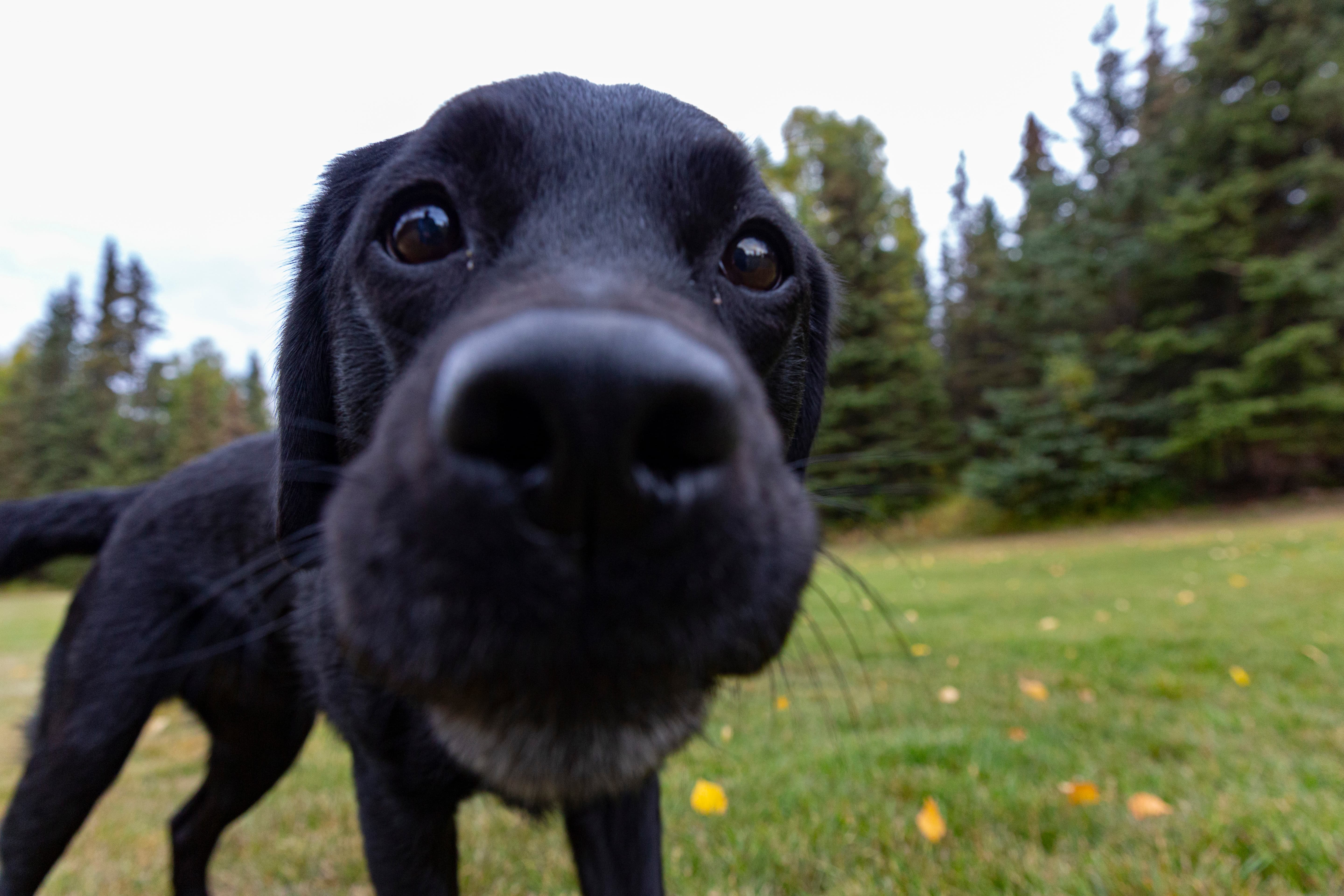 Search and rescue dog resting after a training session, loyal expression