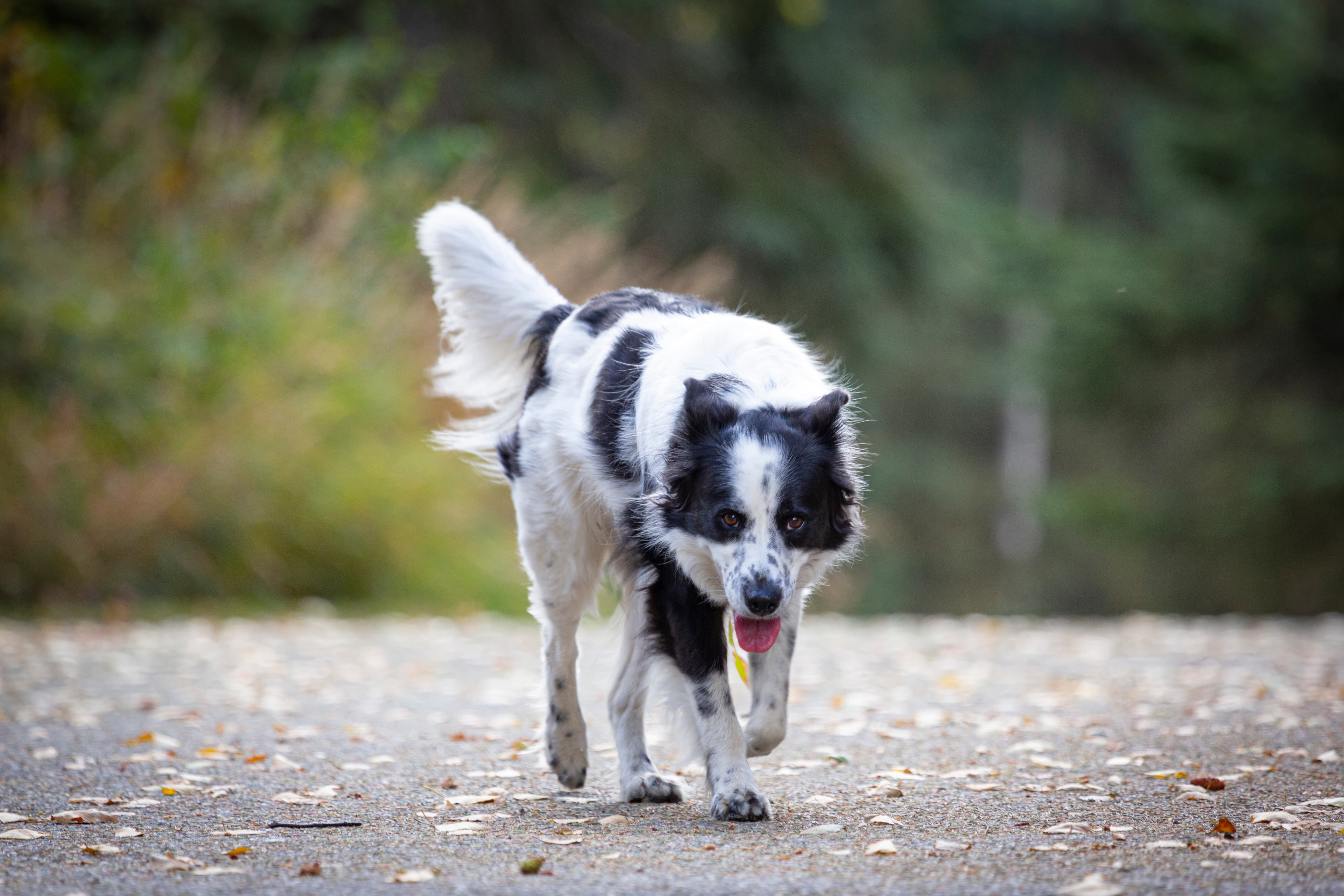 Search and rescue dog completing an agility course during intensive training