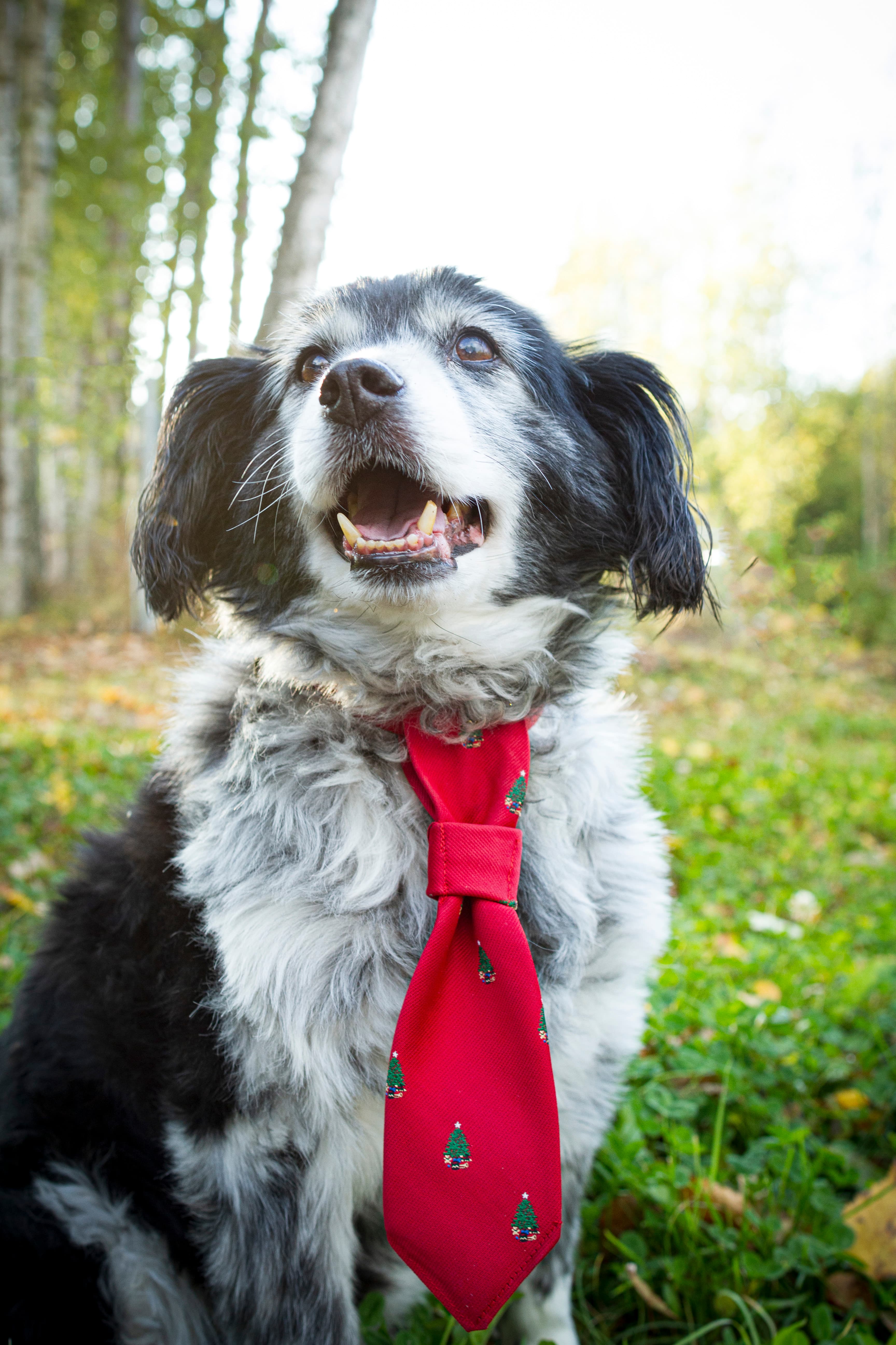 Buddy the dog, portrait taken in warm afternoon light