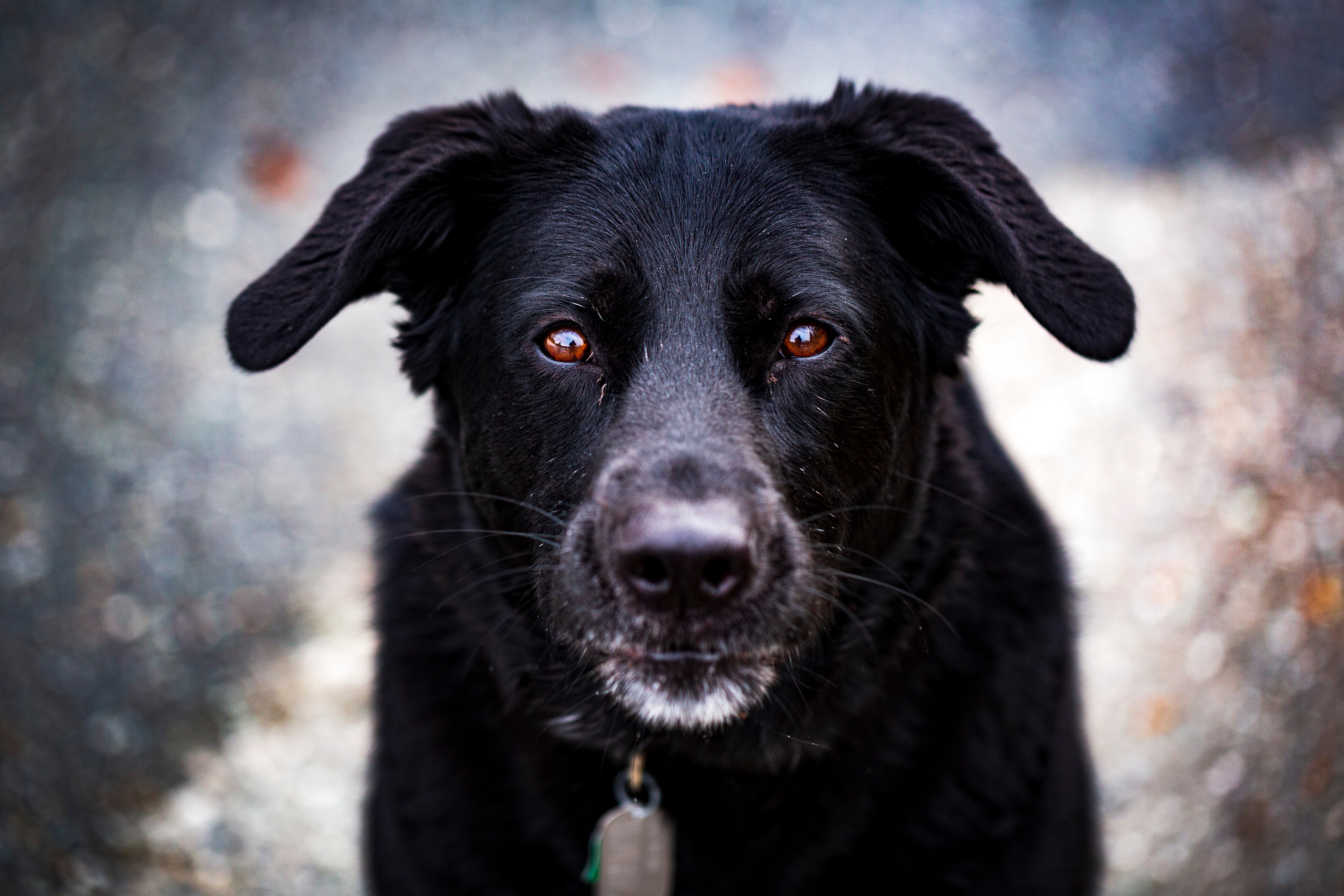 Loki the dog looking directly into the camera with an expressive, soulful gaze