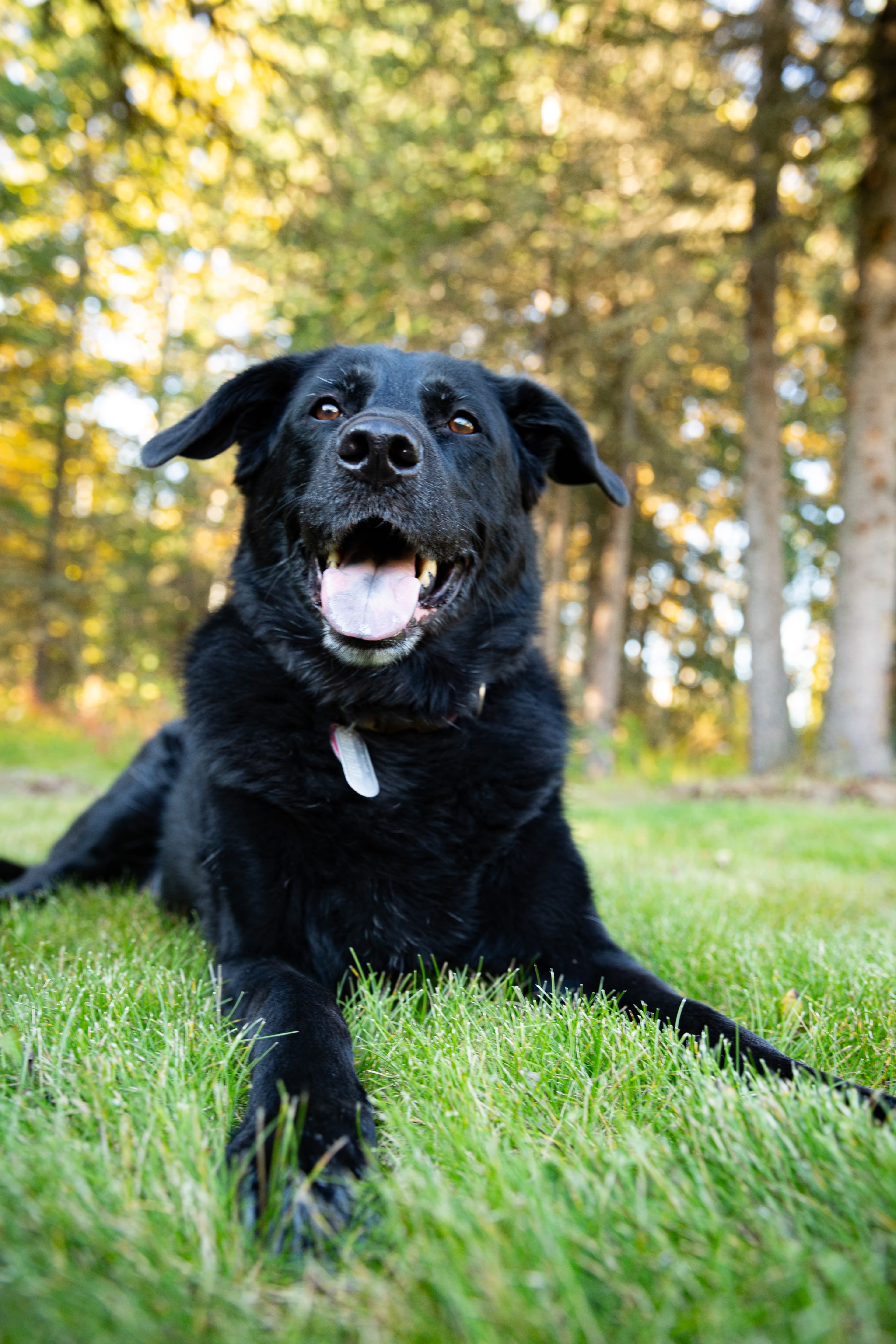 Animal portrait taken at a 2357 Photography session in Alaska