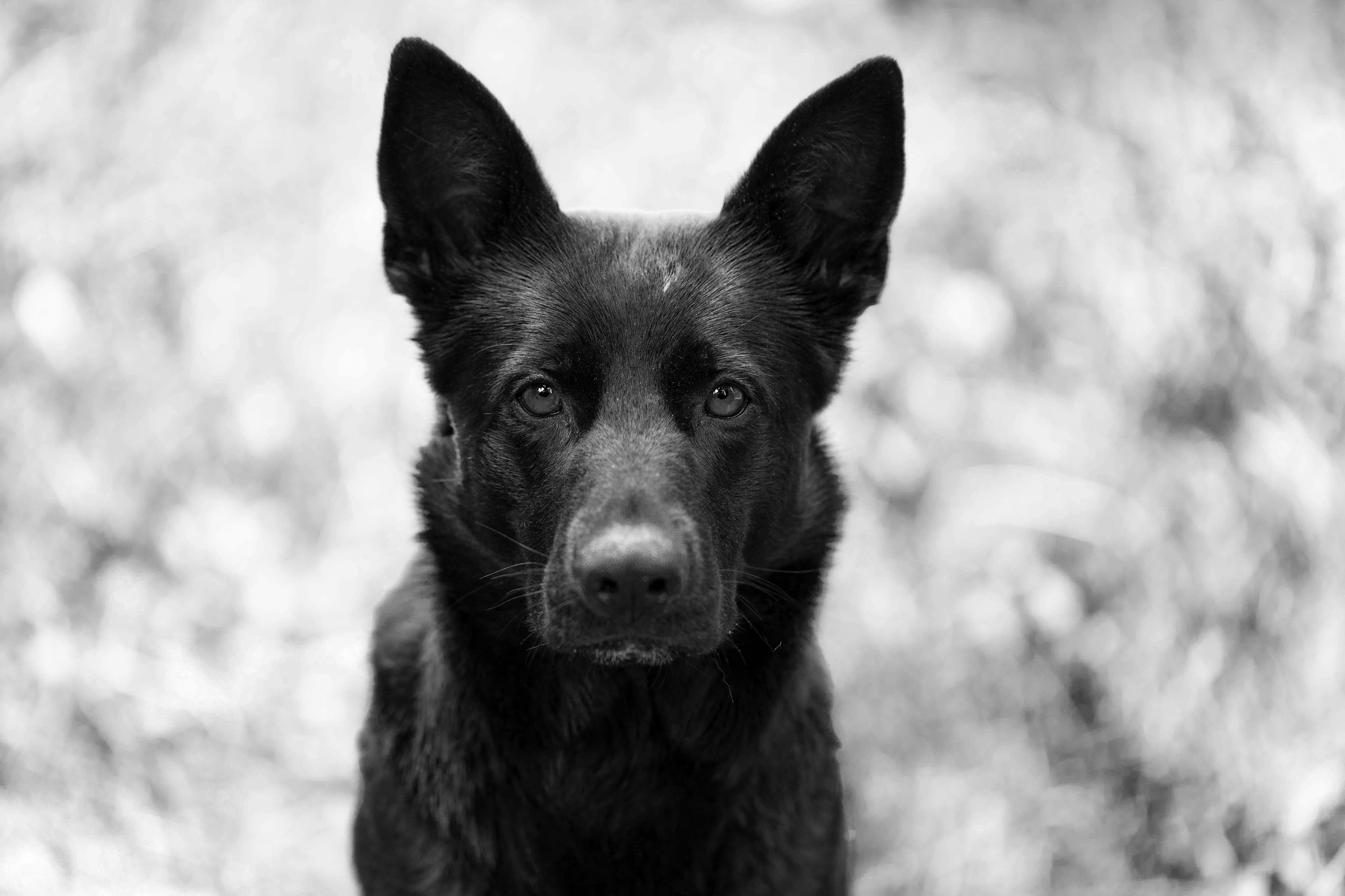 Black and white pet portrait — timeless and expressive