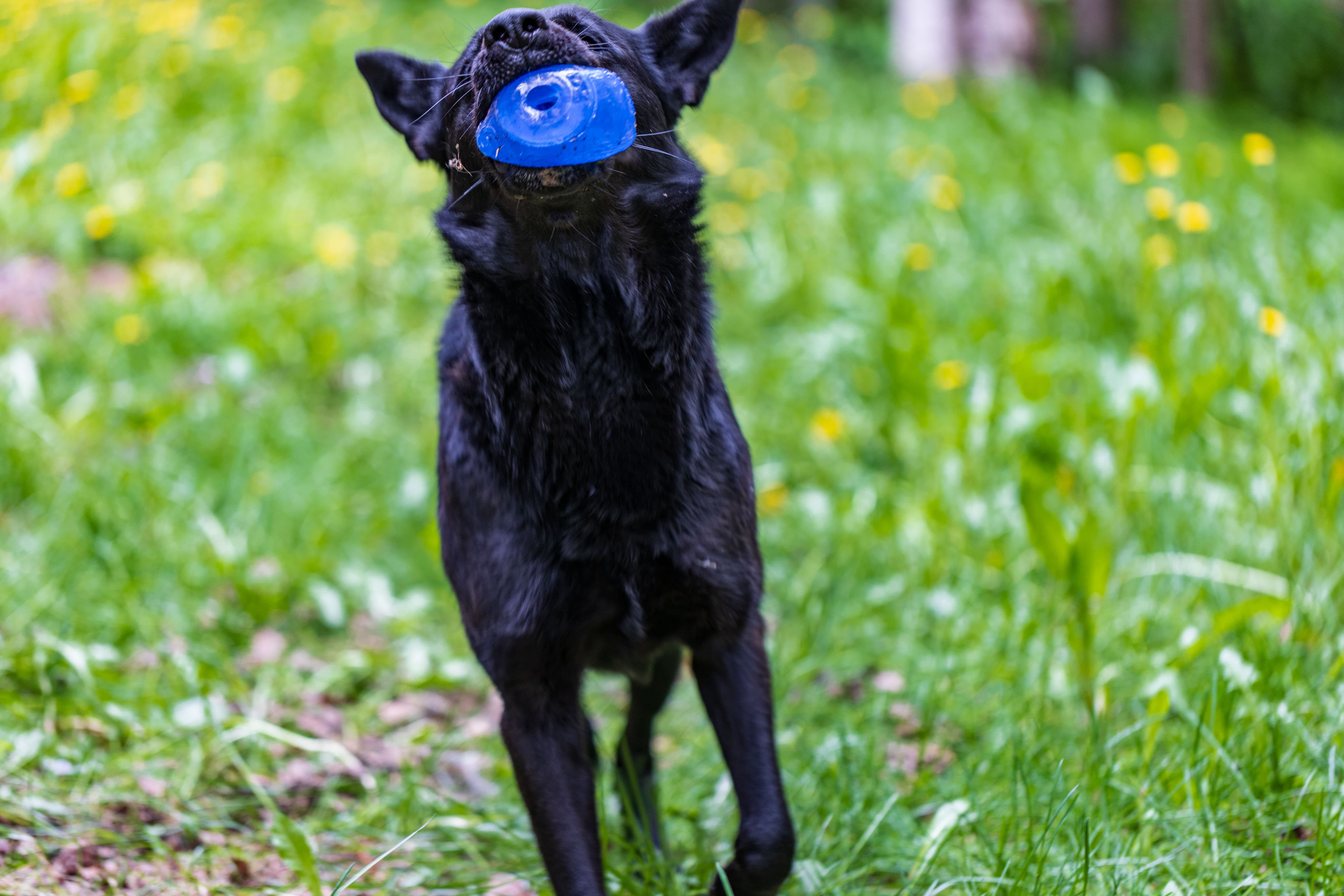 Pet portrait in beautiful natural light — the animal's personality shines through