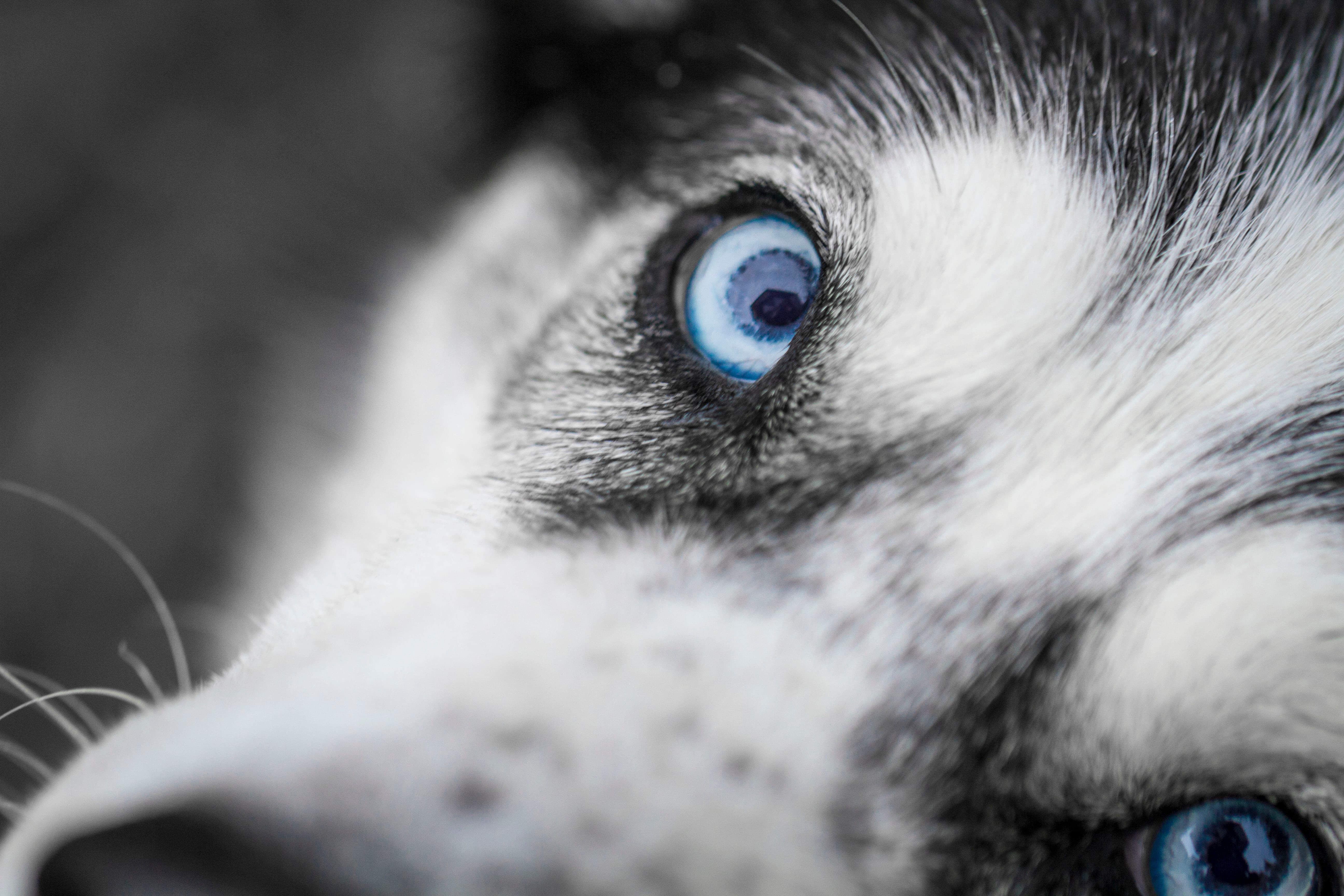 Pet portrait in natural outdoor light