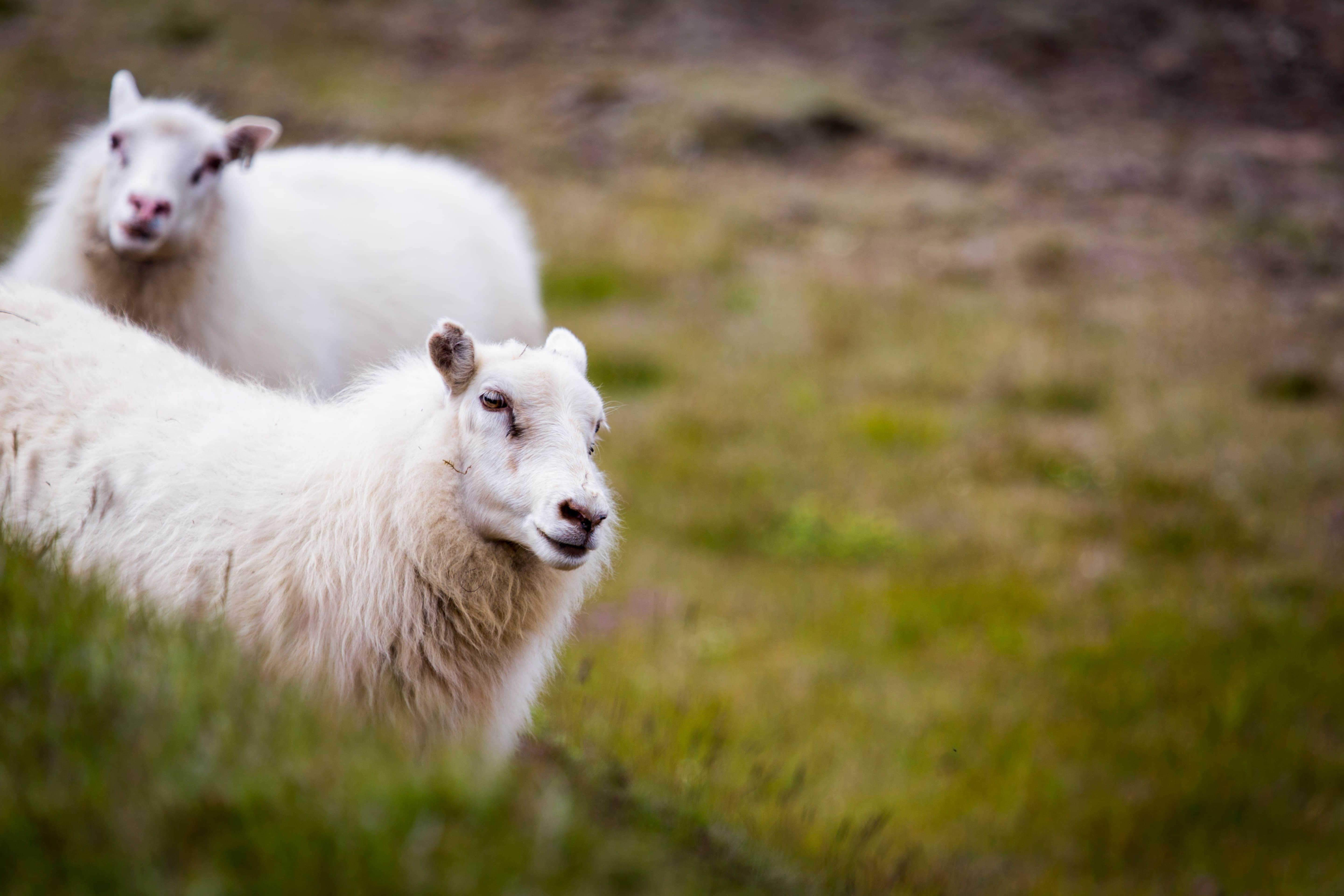 Iceland wildlife photograph — animals in their natural Icelandic landscape