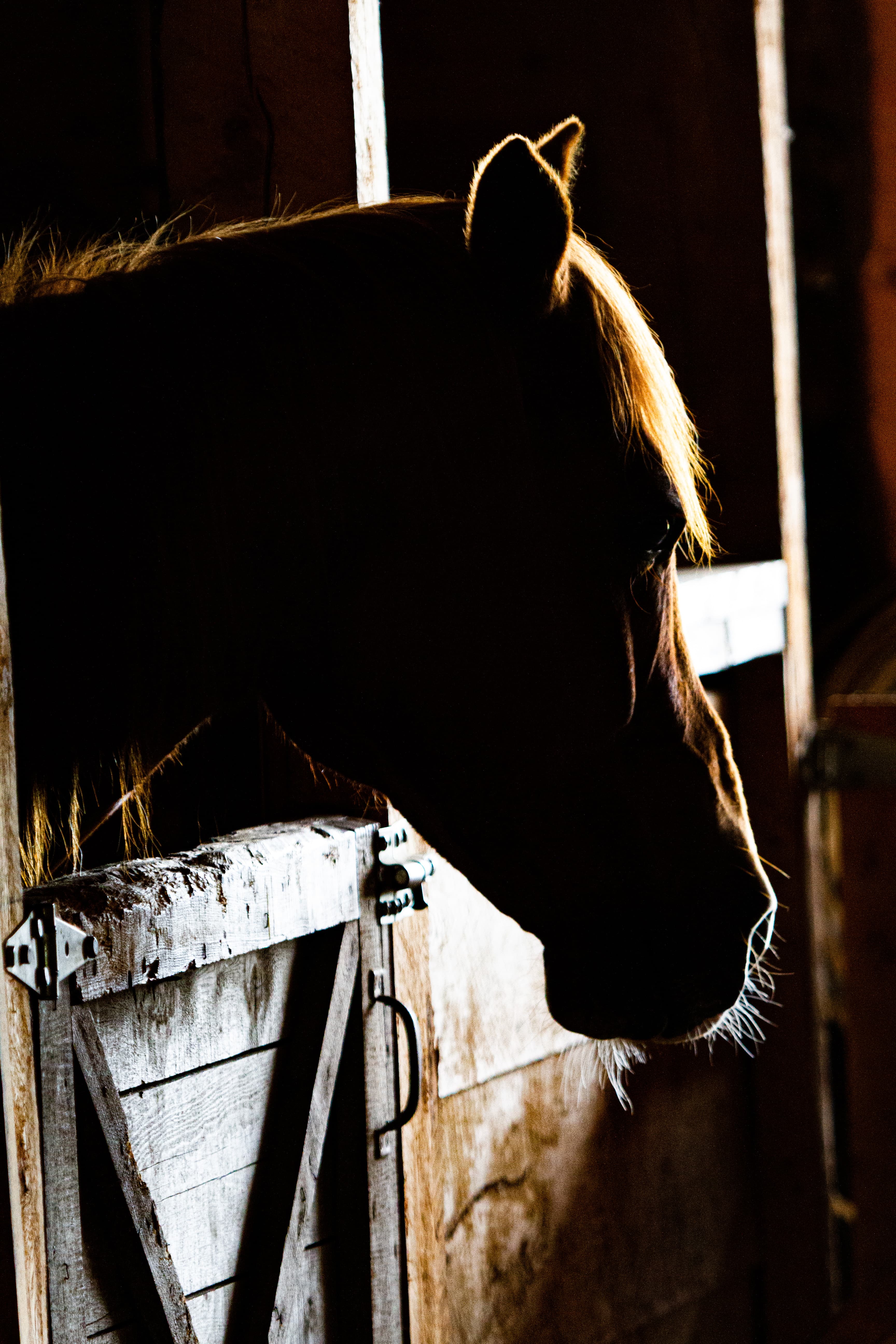 Pet portrait taken with a 7D camera — close-up with beautiful bokeh background
